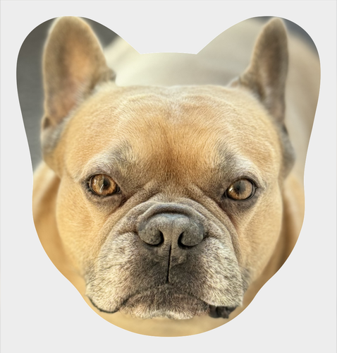 Buldogue Francês Frente