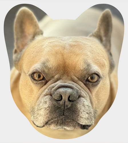 Buldogue Francês Verso