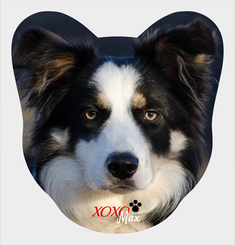 Border Collie Verso
