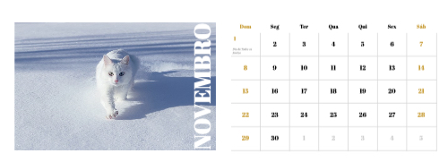 Fotografias de Gatos