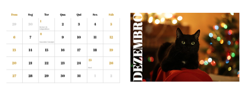 Fotografias de Gatos