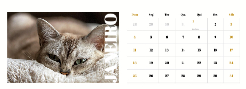 Fotografias de Gatos