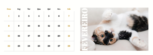 Fotografias de Gatos