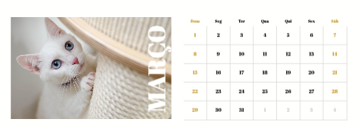 Fotografias de Gatos