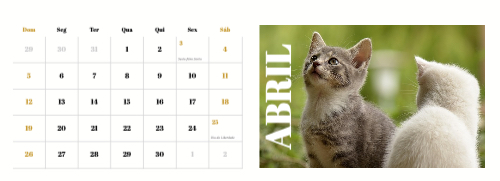 Fotografias de Gatos