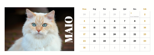 Fotografias de Gatos