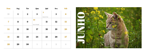 Fotografias de Gatos