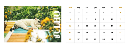 Fotografias de Gatos