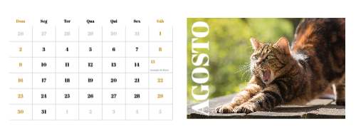 Fotografias de Gatos