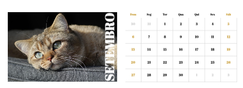 Fotografias de Gatos