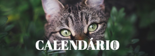 Fotografias de Gatos