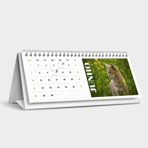 Fotografias de Gatos