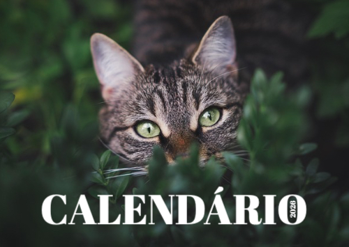 Fotografias de Gatos