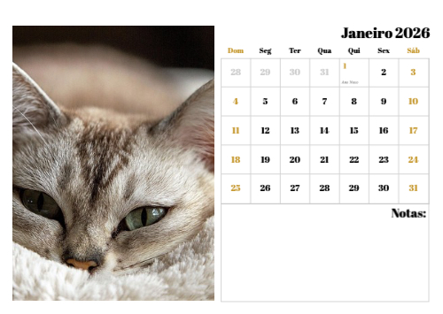 Fotografias de Gatos