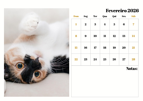 Fotografias de Gatos