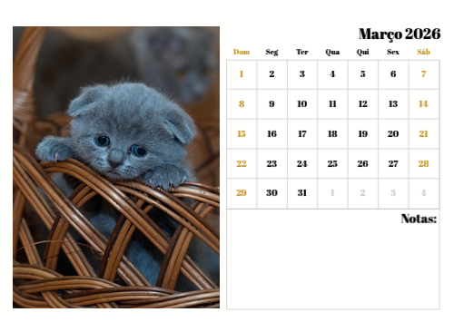 Fotografias de Gatos