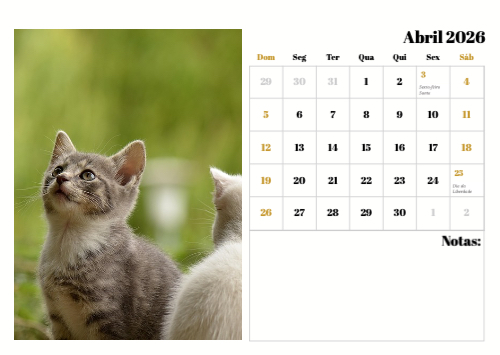 Fotografias de Gatos