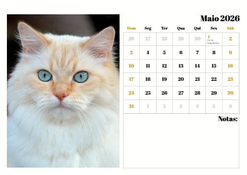 Fotografias de Gatos