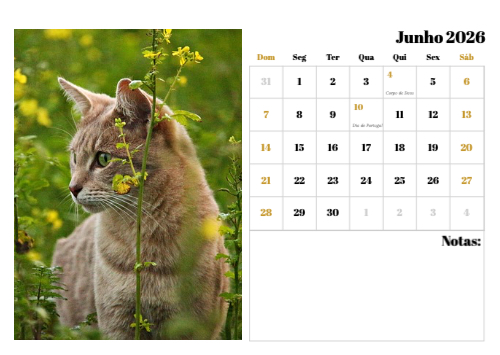 Fotografias de Gatos