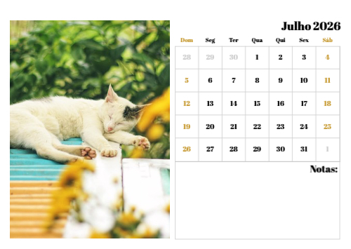 Fotografias de Gatos