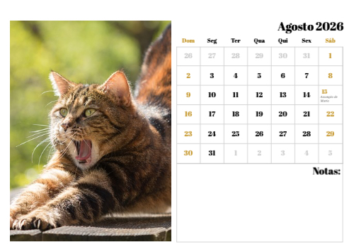 Fotografias de Gatos