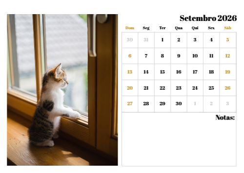 Fotografias de Gatos