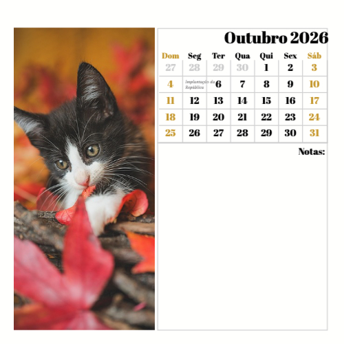 Fotografias de Gatos