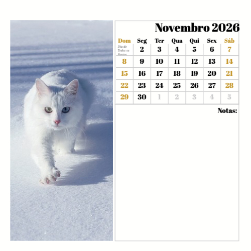 Fotografias de Gatos