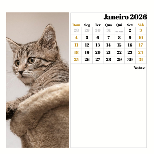 Fotografias de Gatos