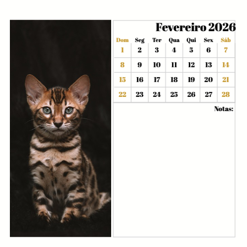 Fotografias de Gatos