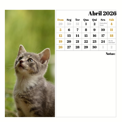 Fotografias de Gatos