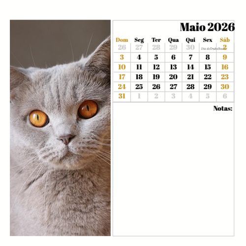 Fotografias de Gatos