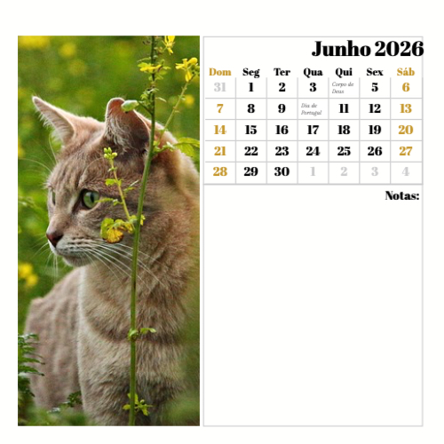 Fotografias de Gatos