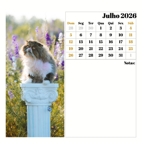 Fotografias de Gatos