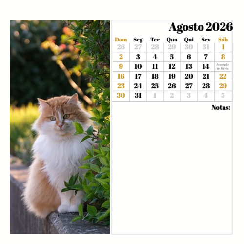 Fotografias de Gatos