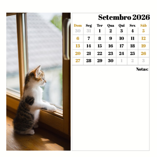 Fotografias de Gatos