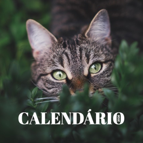 Fotografias de Gatos