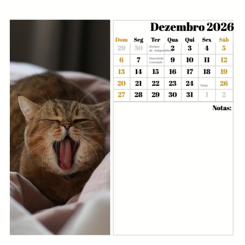 Fotografias de Gatos