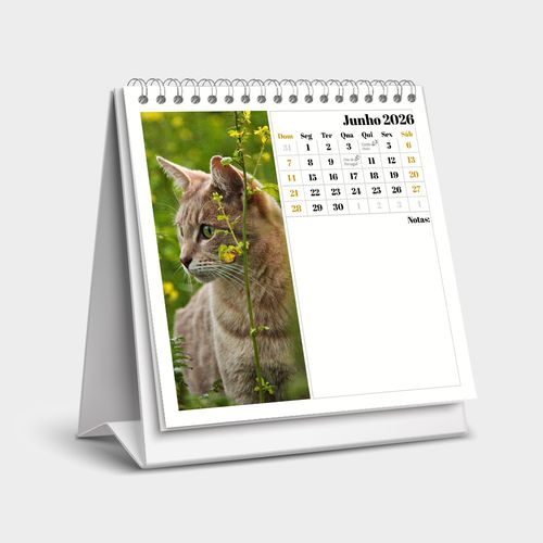 Fotografias de Gatos