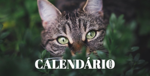 Fotografias de Gatos