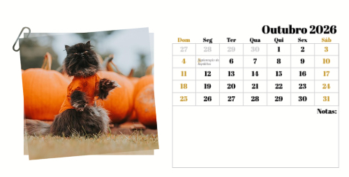 Fotografias de Gatos