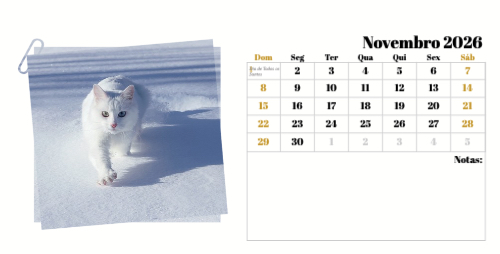 Fotografias de Gatos