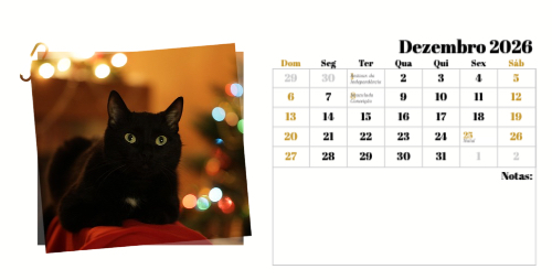 Fotografias de Gatos