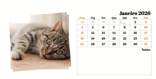 Fotografias de Gatos