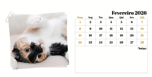 Fotografias de Gatos