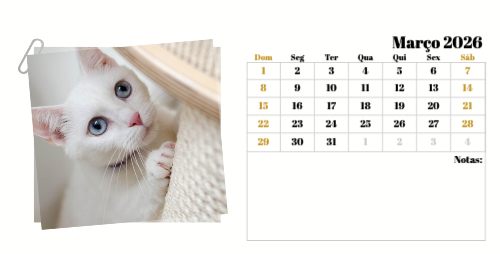 Fotografias de Gatos