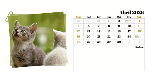 Fotografias de Gatos