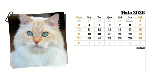 Fotografias de Gatos