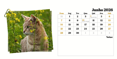 Fotografias de Gatos