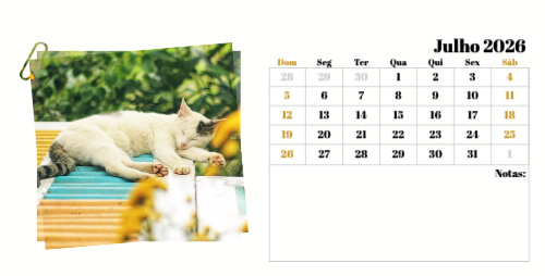 Fotografias de Gatos